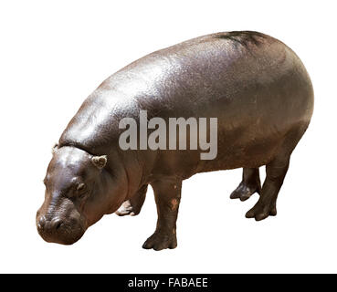 Hippopotame femelle. Plus isolé sur fond blanc Banque D'Images