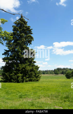 Tourbes - Glatzener Kladska Moor- est une réserve naturelle nationale de Slavkov Woods Banque D'Images