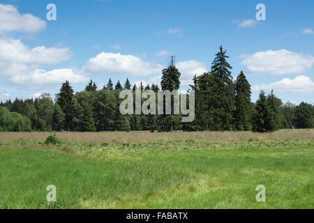 Tourbes - Glatzener Kladska Moor- est une réserve naturelle nationale de Slavkov Woods Banque D'Images