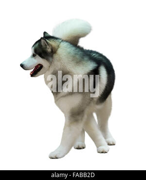 Jeune Husky de Sibérie isolated on white Banque D'Images