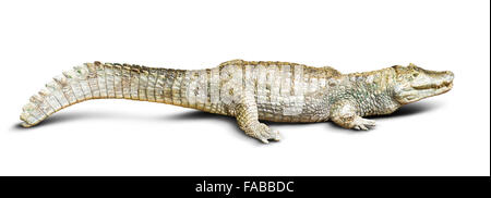 Caïman à lunettes (Caiman crocodilus), isolé sur blanc Banque D'Images