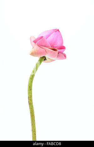 Fleur de Lotus rose sur fond blanc Banque D'Images