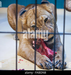 Derrière les barreaux dans un zoo lion manger de la viande Banque D'Images