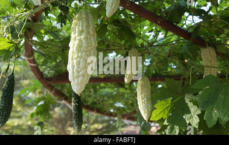 Jardin japonais avec des fruits gourd la récolte. Banque D'Images