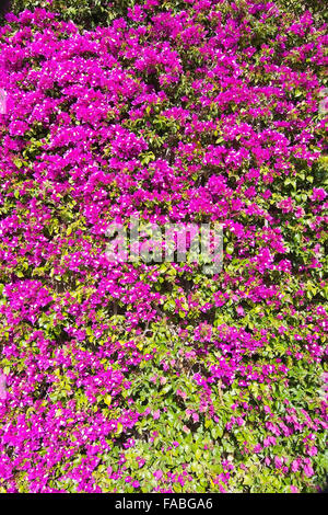 Plein cadre de bougainvillées rose à Ibiza, Iles Baléares, Espagne Banque D'Images