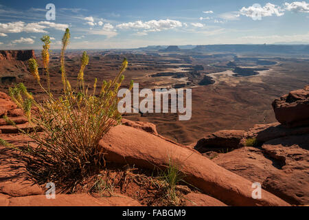 Vue de paysage érodé de Green River négliger, canyons, île du ciel, Canyonlands National Park, Utah, USA Banque D'Images