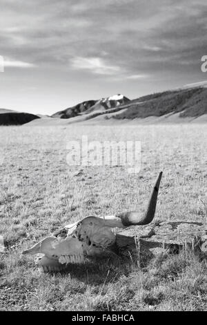 Le bétail dans le désert brûlant du crâne Banque D'Images