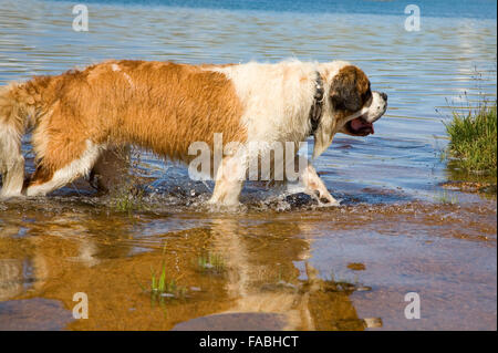 Saint Bernard chien sur la rive du réservoir Banque D'Images