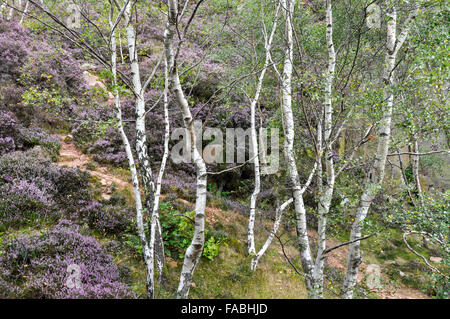 Les bouleaux blanc argent tige meule ci-dessous dans le Peak District, Derbyshire, Violet bruyère en fleur. Banque D'Images