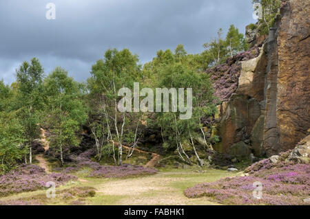 Heather fleurs ci-dessous millstone edge dans le Peak District, Derbyshire. Les bouleaux en dessous de l'ancienne carrière de falaises. Banque D'Images