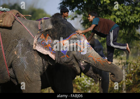 Chitwan, Népal, Sauhara. Dec 26, 2015. Un homme le houblon sur un éléphant avant le match de football de l'éléphant, une partie du Népal's annual international festival de l'éléphant à Sauhara, Népal le Samedi, Décembre 26, 2015. Photo/Skanda Skanda Gautam Gautam © ZUMA/wire/Alamy Live News Banque D'Images