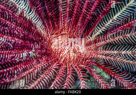 Les Crinoïdes sont des animaux marins qui composent la classe Crinoidea des échinodermes Banque D'Images