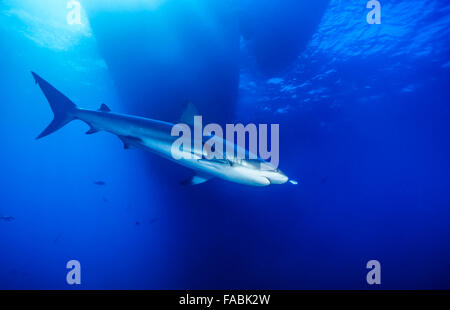 Requin de récif des Caraïbes, Carcharhinus perezii, est une espèce de requin requiem, appartenant à la famille des Carcharhinidae Banque D'Images