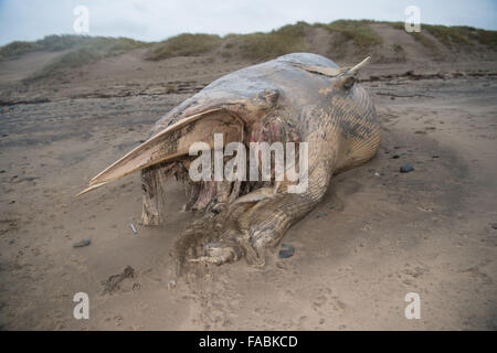 Ynyslas Beach près de Aberystwyth, Pays de Galles, Royaume-Uni. 26 Décembre, 2015. Un mort et décomposition des corps d'une baleine, identifiés localement comme un petit rorqual, rejetées par le mauvais temps sur la plage à Ynyslas juste au nord de Aberystwyth, sur la côte ouest du pays de Galles Crédit photo : Keith Morris / Alamy Live News Banque D'Images