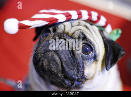 Kiev, Ukraine. 26 Décembre, 2015. Kiev, Ukraine. Dec 26, 2015. Un pug habillés en costume à la ''Le pug-party de Noël'' parade, au cours de laquelle le jury a choisi le plus élégant du pug de Noël, à Kiev, Ukraine, le 26 décembre, 2015. Crédit : Serg Glovny/ZUMA/Alamy Fil Live News Banque D'Images