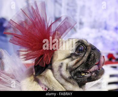 Kiev, Ukraine. 26 Décembre, 2015. Un pug habillés en costume à la ''Le pug-party de Noël'' parade, au cours de laquelle le jury a choisi le plus élégant du pug de Noël, à Kiev, Ukraine, le 26 décembre, 2015. Crédit : Serg Glovny/ZUMA/Alamy Fil Live News Banque D'Images