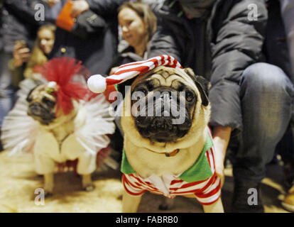 Kiev, Ukraine. 26 Décembre, 2015. Le Carlin dans différents costumes de Noël au ''Le pug-party de Noël'' parade, au cours de laquelle le jury a choisi le plus élégant du pug de Noël, à Kiev, Ukraine, le 26 décembre, 2015 Crédit : Serg Glovny/ZUMA/Alamy Fil Live News Banque D'Images