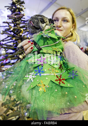 Kiev, Ukraine. 26 Décembre, 2015. Un pug habillés en costume de l'arbre de Noël à la ''Le pug-party de Noël'' parade, au cours de laquelle le jury a choisi le plus élégant du pug de Noël, à Kiev, Ukraine, le 26 décembre, 2015. Crédit : Serg Glovny/ZUMA/Alamy Fil Live News Banque D'Images