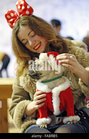 Kiev, Ukraine. 26 Décembre, 2015. Kiev, Ukraine. Dec 26, 2015. Un pug habillés en costume à la ''Le pug-party de Noël'' parade, au cours de laquelle le jury a choisi le plus élégant du pug de Noël, à Kiev, Ukraine, le 26 décembre, 2015. Crédit : Serg Glovny/ZUMA/Alamy Fil Live News Banque D'Images