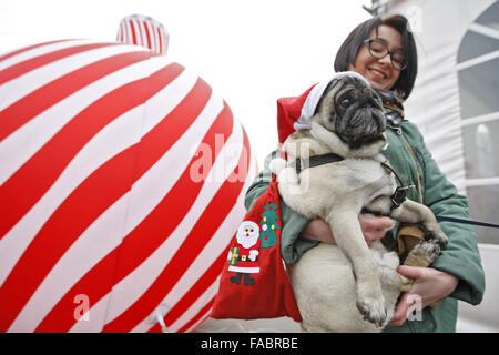 Kiev, Ukraine. 26 Décembre, 2015. Un pug habillés en costume du Père Noël à la ''Le pug-party de Noël'' parade, au cours de laquelle le jury a choisi le plus élégant du pug de Noël, à Kiev, Ukraine, le 26 décembre, 2015. Crédit : Serg Glovny/ZUMA/Alamy Fil Live News Banque D'Images