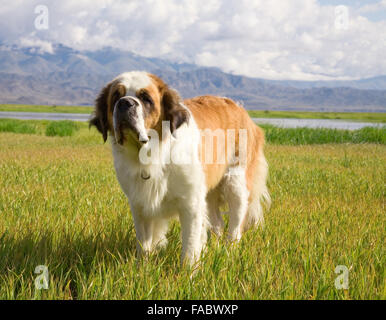 Saint Bernard chien est sur le pré alpin Banque D'Images