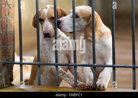 Foxhounds en cage avant de sortir avec l'Amérique du cotswolds chasser le lendemain Banque D'Images