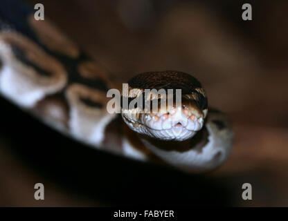 Non venimeux africains Python royal ou Ball Python (Python regius) Banque D'Images