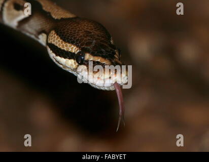 Non venimeux africains Python royal ou Ball Python (Python regius) montrant sa langue fourchue, décrochant un parfum Banque D'Images