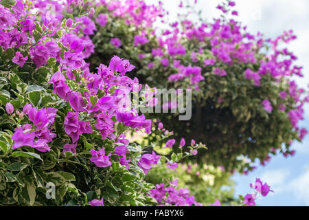 Arbuste ou arbre de blooming purple Brésil Bougainvillée (bougainvillea ou moins ou paperflower Bougainvillea glabra) (fleurs). Banque D'Images