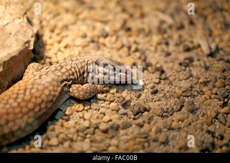 Un lézard magnifique photographié sur le sable libre Banque D'Images