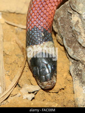 Lait Nord Mexicaine ( serpent Lampropeltis triangulum), gros plan de la tête Banque D'Images