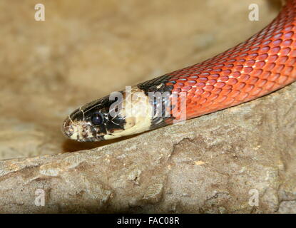 Lait Nord Mexicaine ( serpent Lampropeltis triangulum), gros plan de la tête Banque D'Images