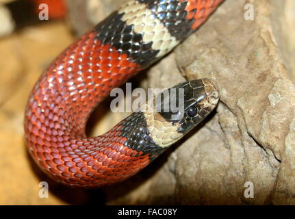 Lait Nord Mexicaine ( serpent Lampropeltis triangulum) Banque D'Images