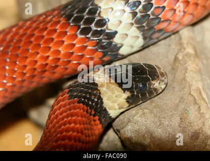 Lait Nord Mexicaine ( serpent Lampropeltis triangulum), gros plan de la tête Banque D'Images