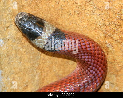 Lait Nord Mexicaine ( serpent Lampropeltis triangulum), gros plan de la tête Banque D'Images