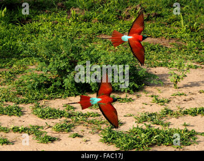 Deux magnifiques Northern carmine guêpiers (Merops nubicus) en plein vol contre le feuillage vert et Sandy Ground dans la réserve de Selous, Tanzanie, Afrique du Sud Banque D'Images