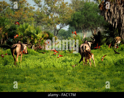 Troupeau de northern carmine guêpiers (Merops nubicus) attraper des insectes qu'ils montent chez les gnous contre green feuillage en Tanzanie Selous Banque D'Images