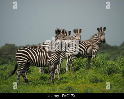 4 plaines ou le zèbre de Burchell (Equus burchelli) en bon état à l'égard de l'appareil photo avec un terreau fertile de la végétation dans la réserve de Selous, Tanzanie Banque D'Images