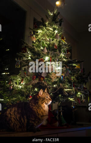 Un long haired munchkin cat sous un arbre de Noël Banque D'Images