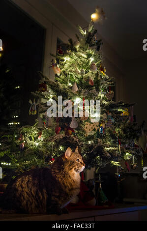 Un long haired munchkin cat sous un arbre de Noël Banque D'Images