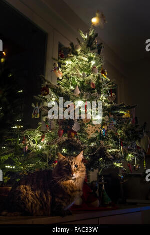 Un long haired munchkin cat sous un arbre de Noël Banque D'Images