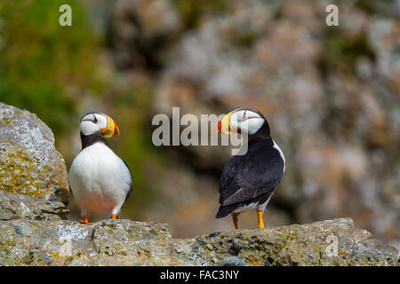 Macareux cornu (Fratercula corniculata), Lake Clark National Park, Alaska. Banque D'Images