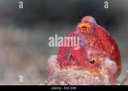 Occelate Mototi ou poison Octopus Octopus (Octopus) mototi Banque D'Images