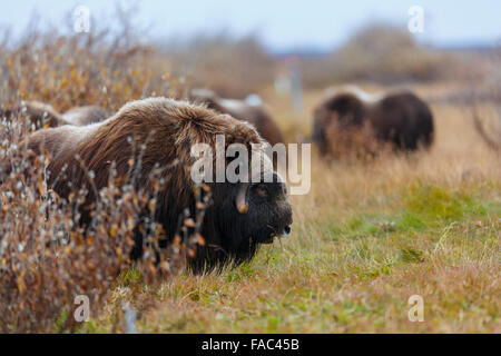 Le boeuf musqué (Ovibos moschatus), Arctic National Wildlife Refuge, en Alaska. Banque D'Images