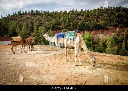 Les chameaux rencontrés au sud de Marrakech, Maroc Banque D'Images