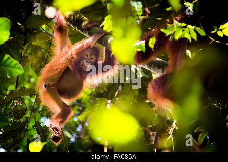 Jeune sauvage du nord-est de bornean orangutan (Pongo pygmaeus morio) accroché à la branche des arbres dans l'habitat naturel du parc national de Kutai. Banque D'Images