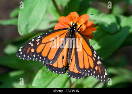 Le monarque (Danaus plexippus) au Zoo de Brookfield Banque D'Images