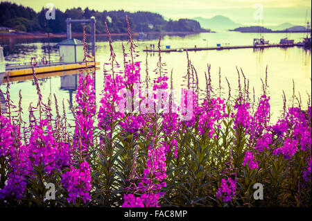 De plus en plus l'épilobe harbour côte sur une belle soirée d'été à Sitka, Alaska, USA. Photographie par Jeffrey Wickett, Northlight Pho Banque D'Images