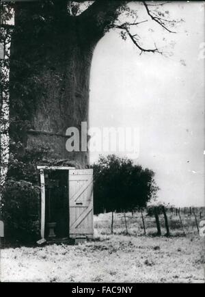 1968 - Ici est le premier vrai ''Lava tree'' : cet arbre est estimé à environ 4 000 ans, mais la chose qui le rend unique-est la toilette- toutes à l'eau courante- qui a été aet dans ses cent re. L'arbre est un Baobab (Adansonia digitata) L'un des arbres de l'Afrique qui atteignent une hauteur de soixante-dix pieds =et parfois jusqu'à 150 pieds de circonférence. Baobabs évider comme ils vieillissent =sont souvent utilisés comme abris fiscaux =L'un même qu'un pub pendant la guerre. leur fruit a le goût de la limonade mélangée à de l'eau leur écorce donne une force de l'homme =si les autochtones dire =et Banque D'Images