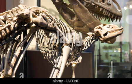 Musée paléontologique de Berlin. Des squelettes de dinosaures ancienne Banque D'Images